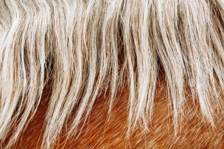 crins cheval prévention